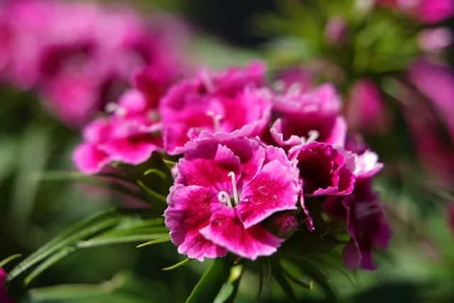 Dahlia sauvage rose orangé fraîchement cueilli