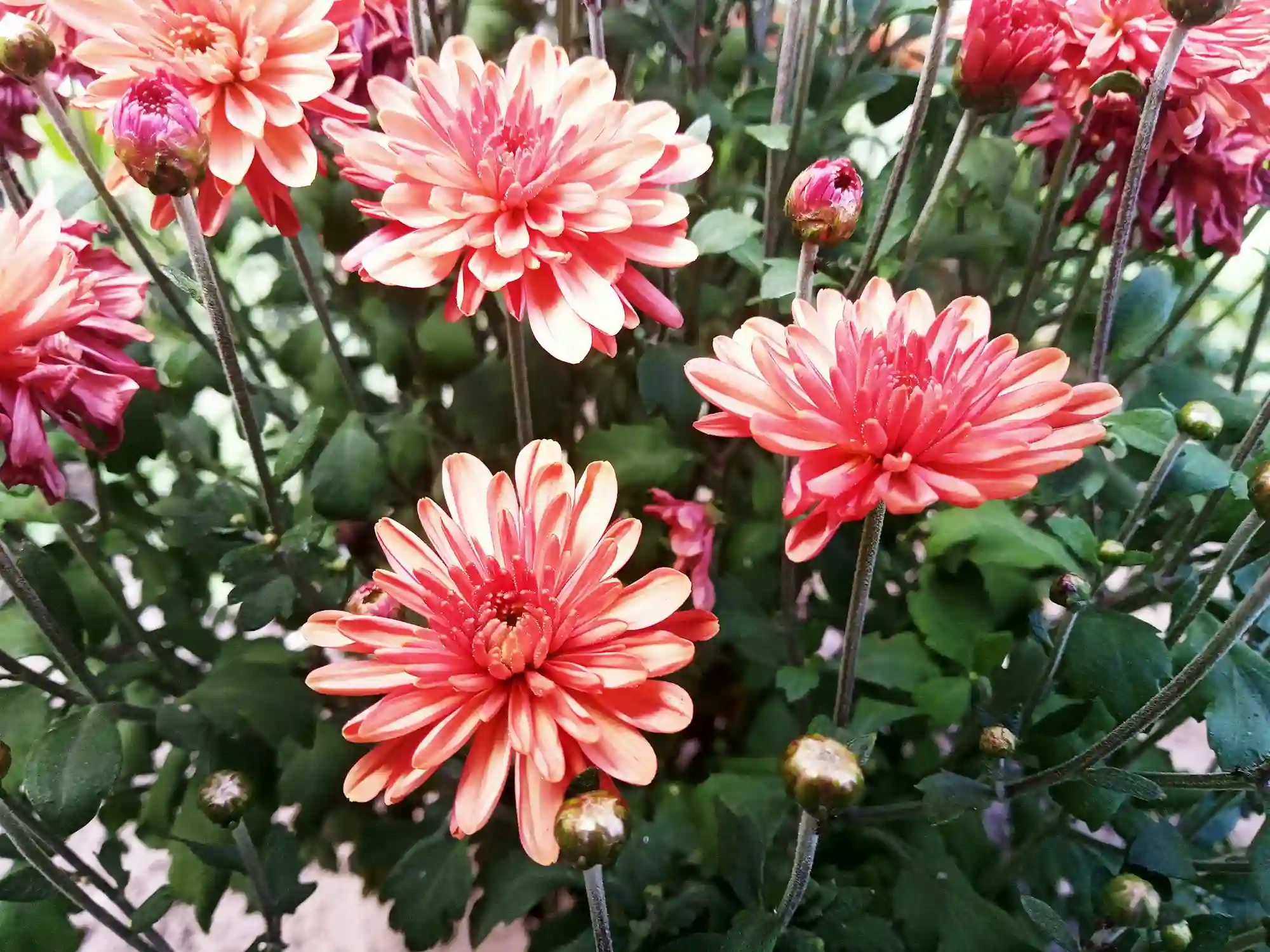 Dahlia sauvage rose orangé fraîchement cueilli
