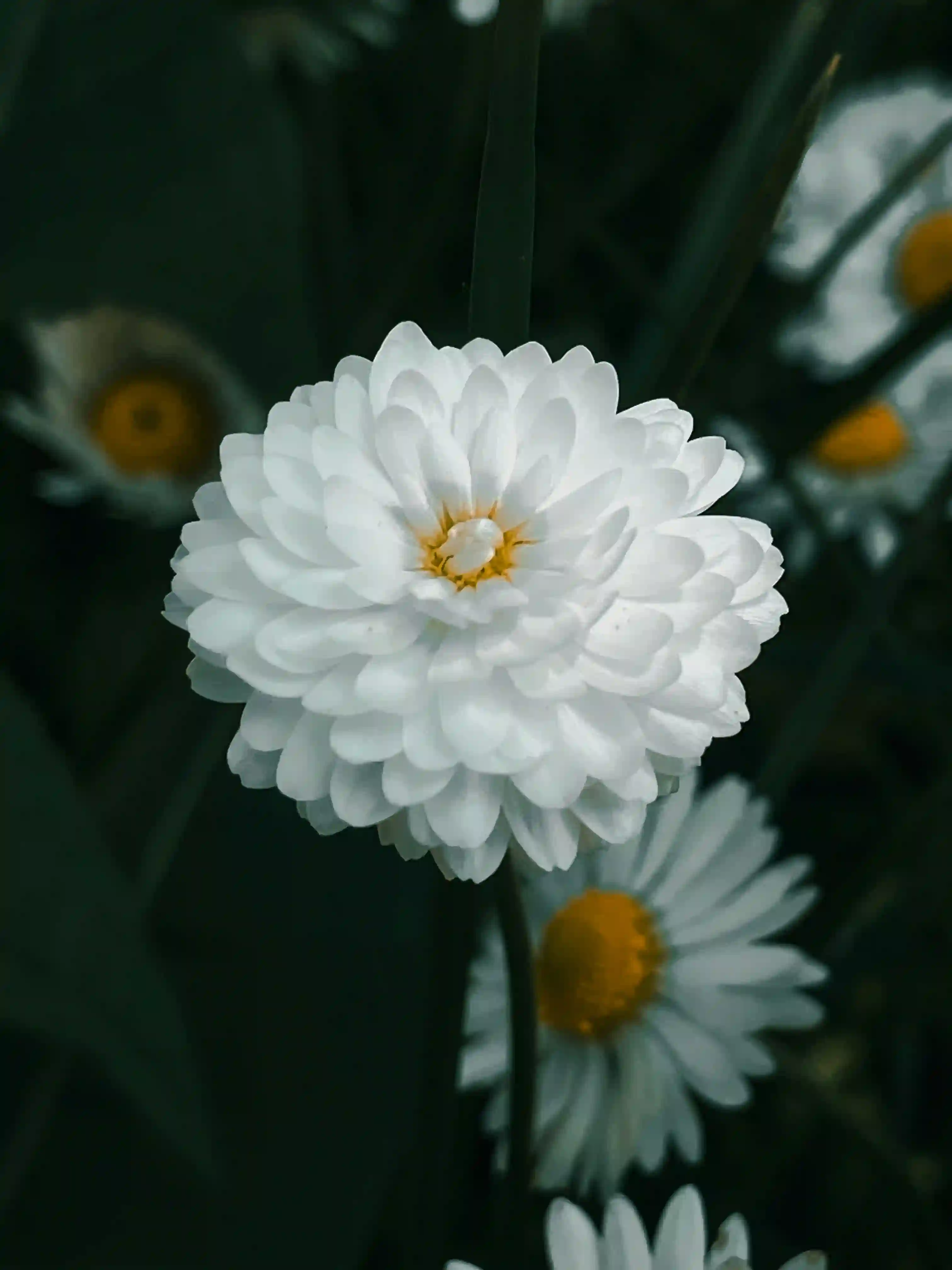 Dahlia sauvage rose orangé fraîchement cueilli