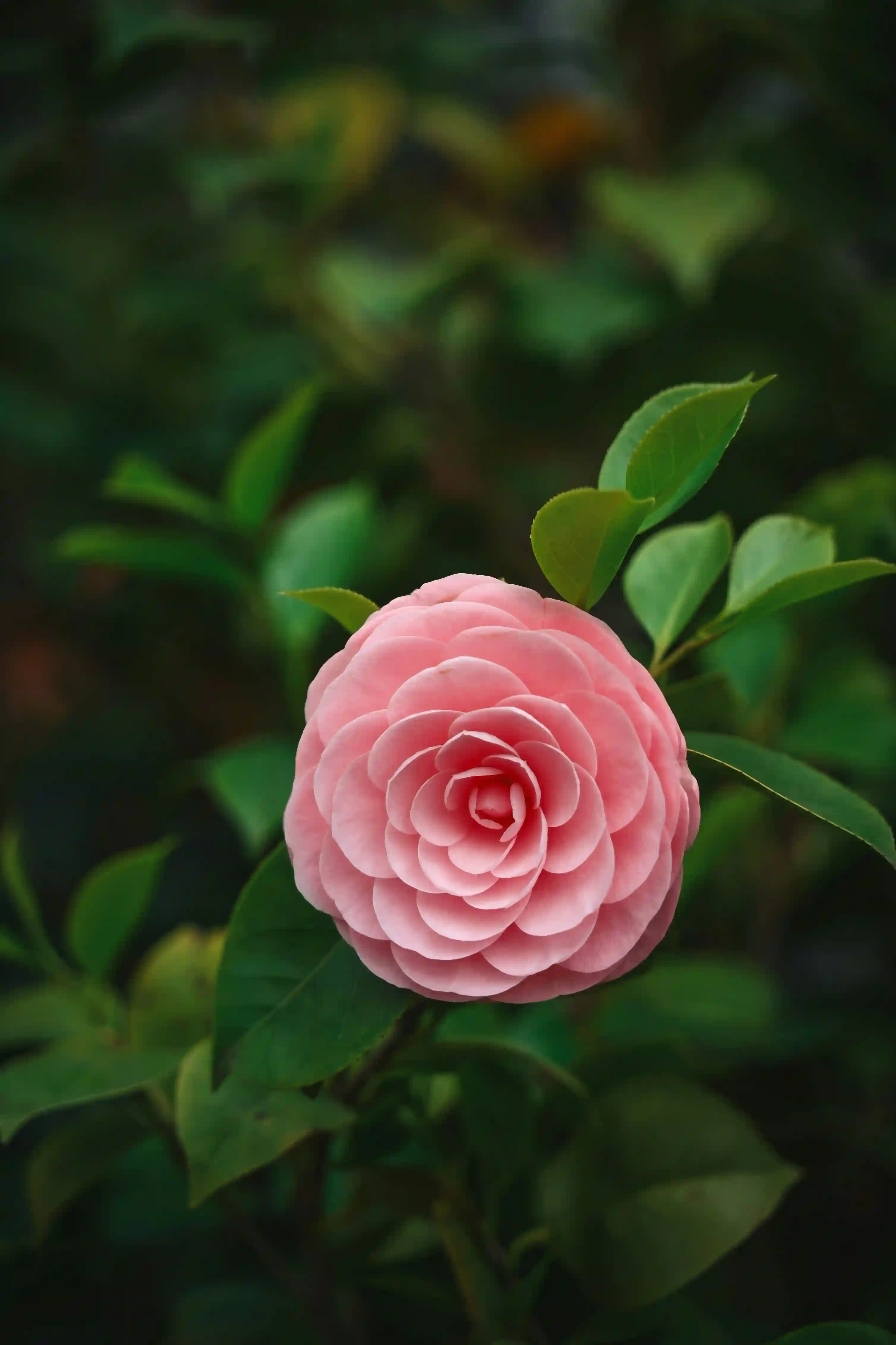 Dahlia sauvage rose orangé fraîchement cueilli